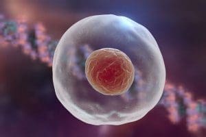 carne-cellula-come-investire