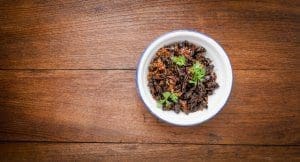 food-insetti-fondi-investire